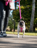 Guia Luna - Imagem 9