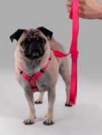 Guia Luna - Imagem 10